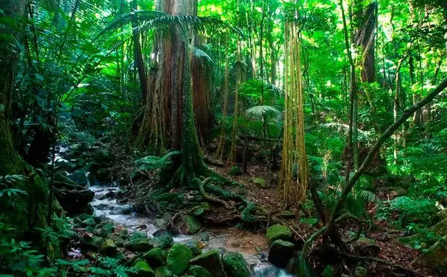 【海南】海南热带雨林国家公园开展系列体制机制创新取得明显成效