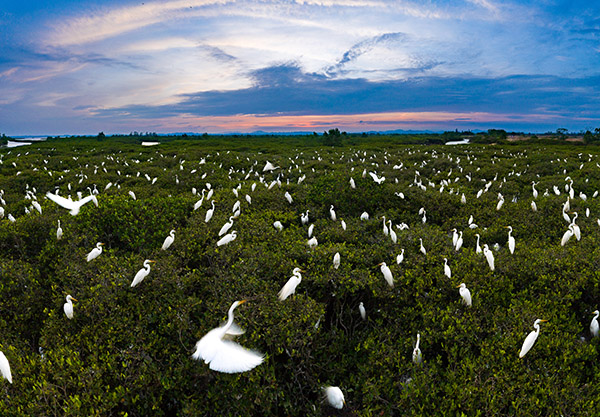 3上千只白鹭栖息在钦州茅尾海红树林公园-张晓冬摄2.jpg 3上千只白鹭栖息在钦州茅尾海红树林公园-张晓冬摄2.jpg