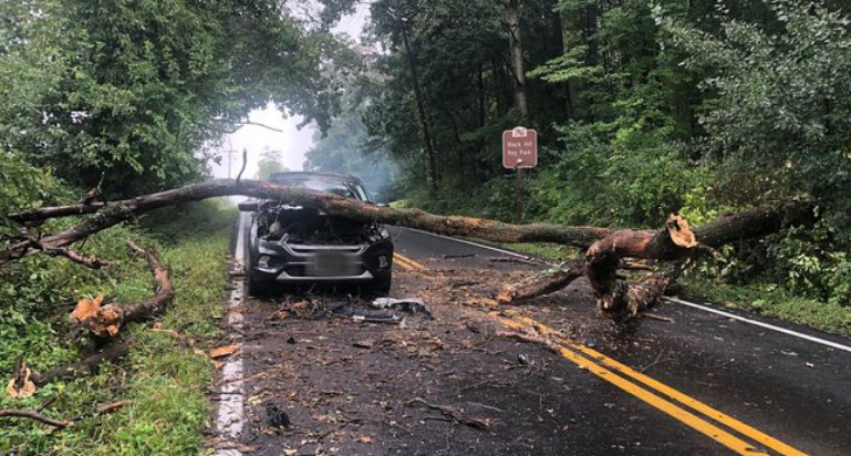 树木倒塌、停电…… 热带风暴“奥菲莉亚”给大华府造成严重破坏