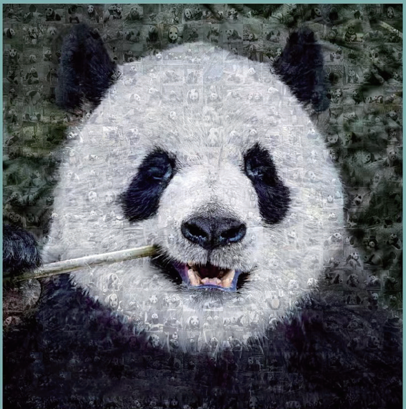 同源雅安、同属国宝！大熊猫在动物界的cp竟是TA？