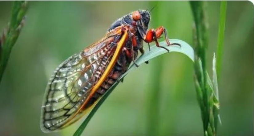 221年来首次！ 美国将迎接逾1兆只蝉同时破土而出