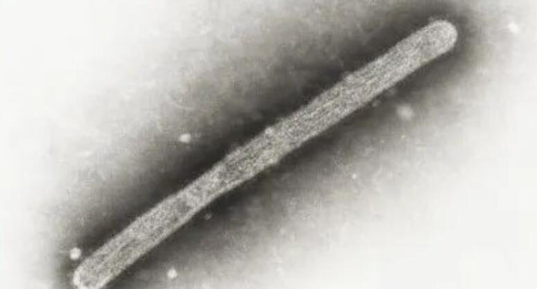 CDC高度关注！美爆第3起牛禽感 首见急性呼吸症