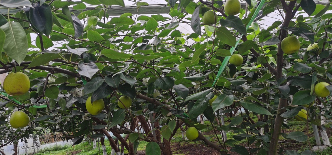 【杭州行】鸬鸟蜜梨，风景这边独好