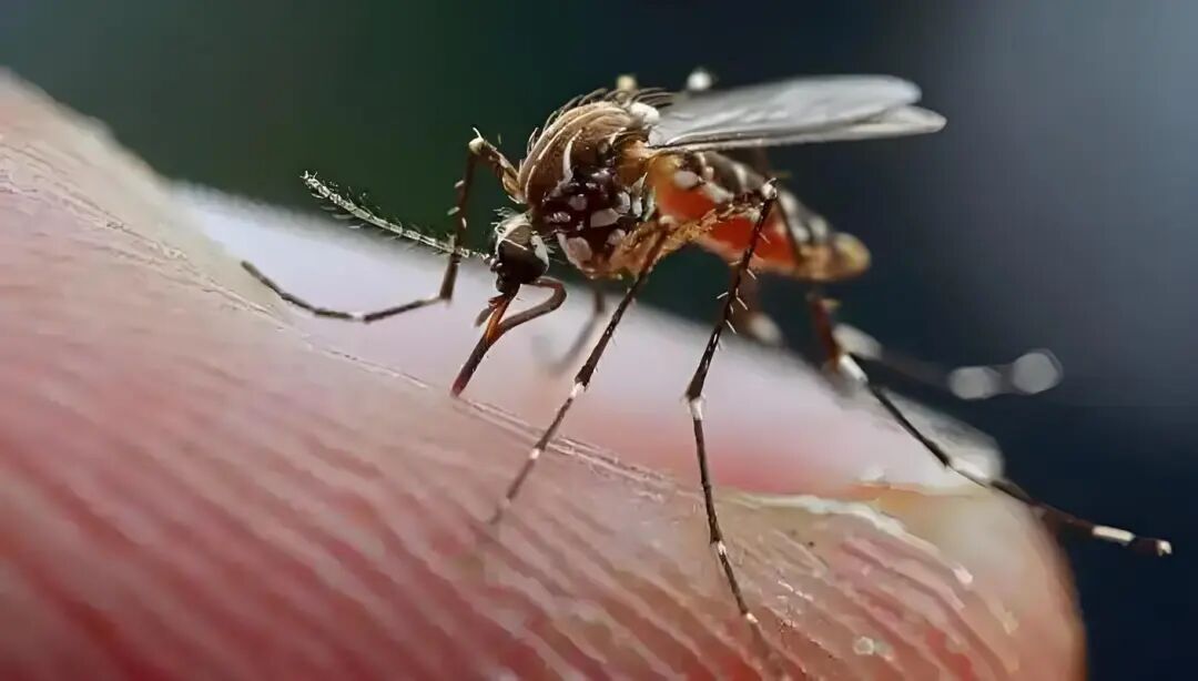 六年来首次！纽约州报告本土基孔肯雅热病例