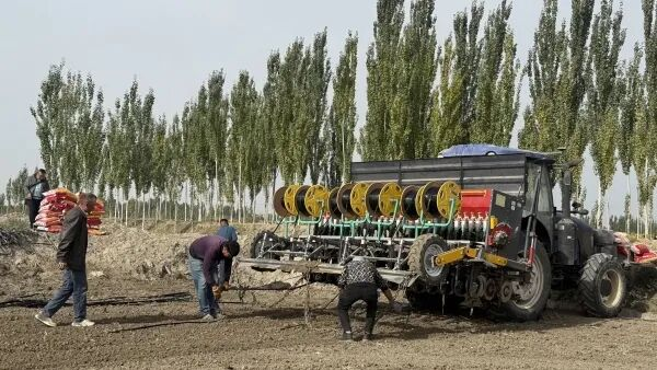 沙雅县冬小麦种植稳步推进