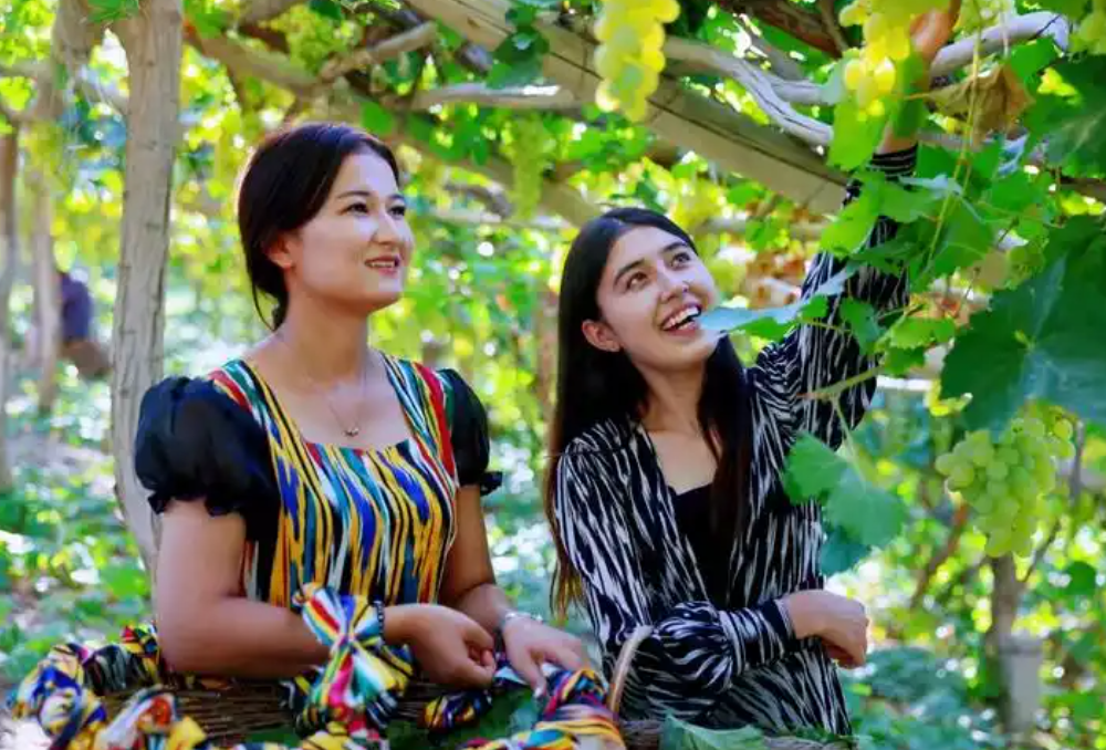 沙雅县：葡萄主题活动 共享丰收喜悦