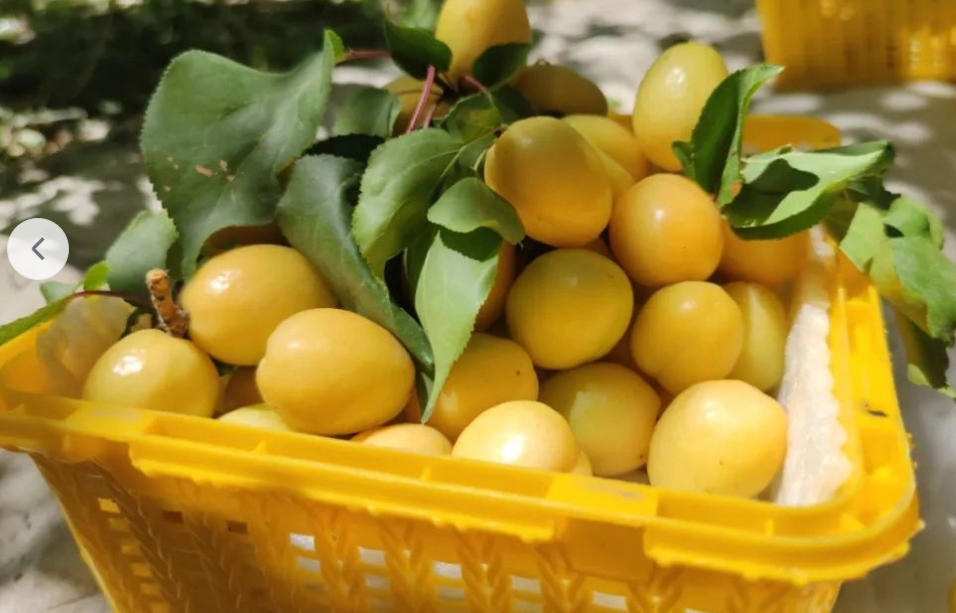 七十载绿洲耕耘 库车农业的蜕变与振兴之路