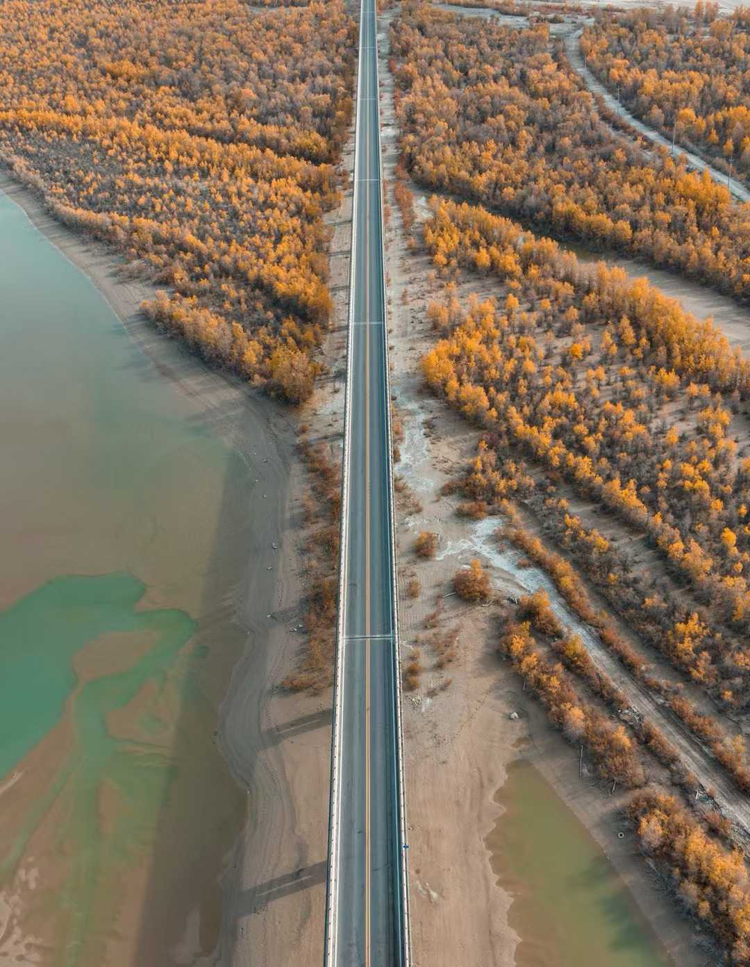 胡杨披金时，邂逅千年龟兹