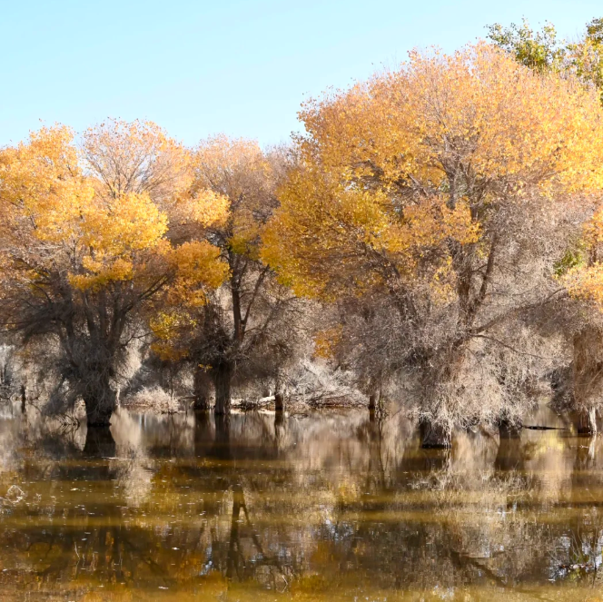 ScreenShot_2025-10-31_173537_922.png ScreenShot_2025-10-31_173537_922.png