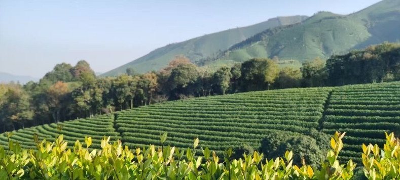 【安吉行】一片叶子，富了一方，更富了四方