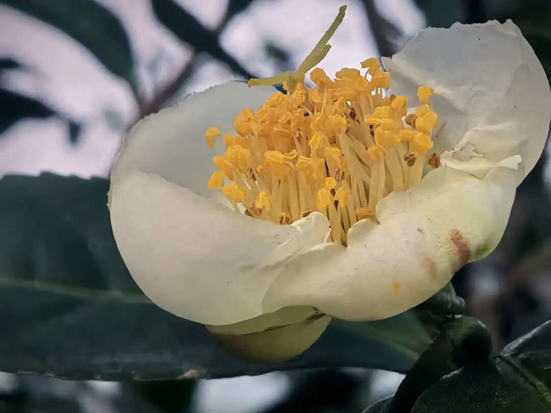 茶是分享是修行是生活