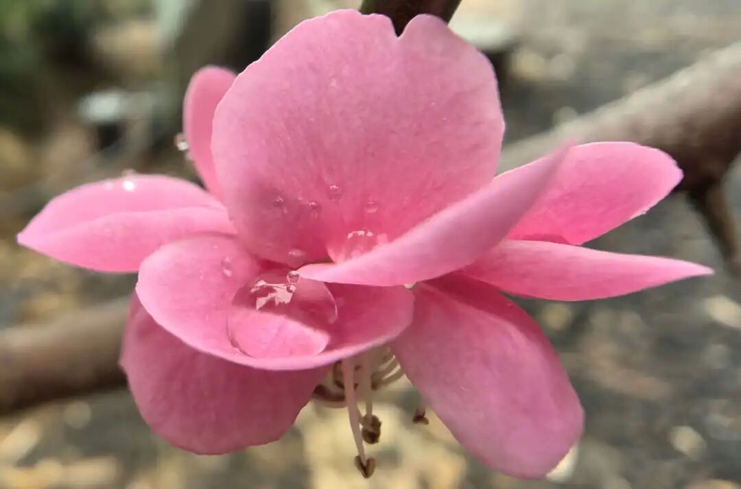 《定风波·丙午寄怀》