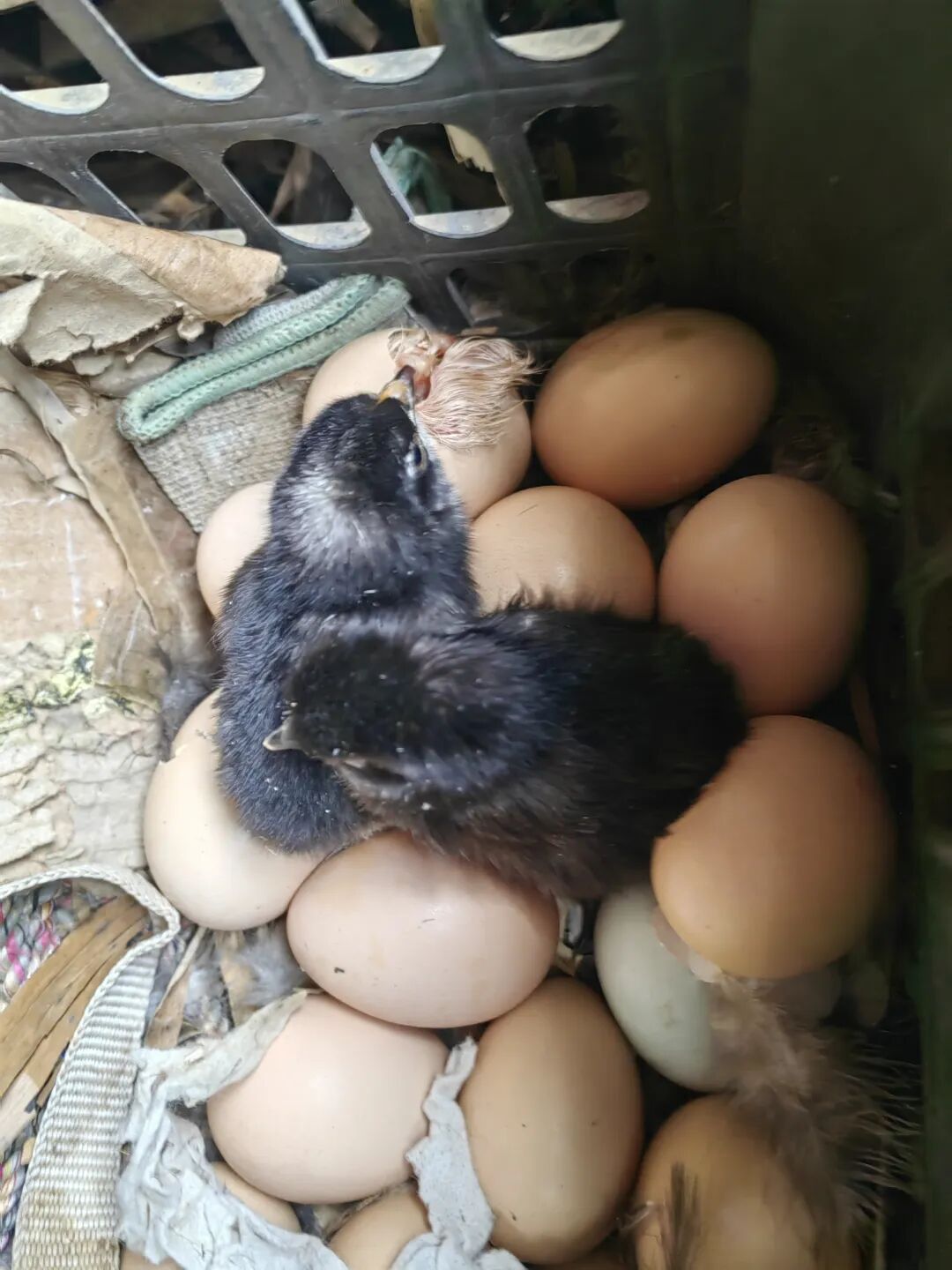 除夕雏仔唧唧来